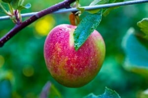 WordPress Marketing - Low Hanging Fruit