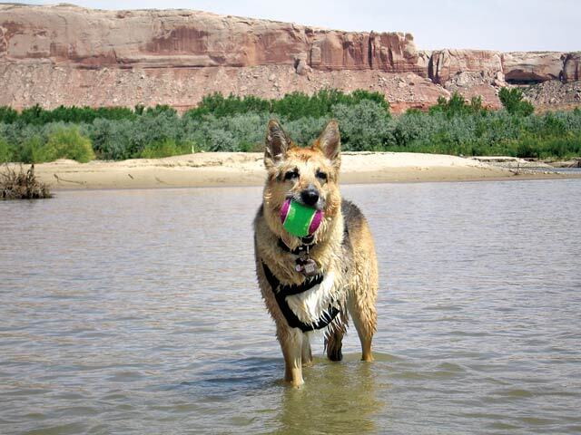 Jerry, a three-legged dog, standing in water with a ball in his mouth, wearing a harness, with red rock cliffs in the background.